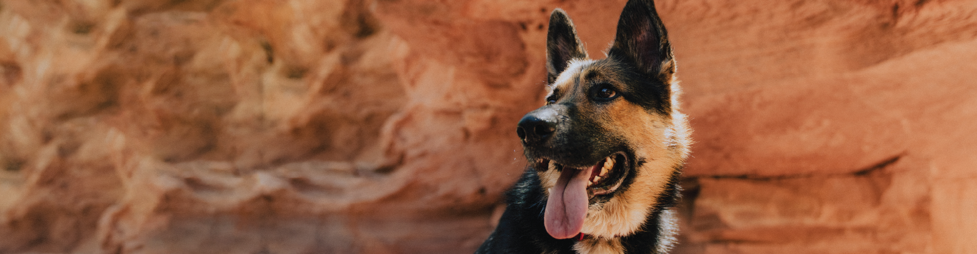 ORI Go beyond ordinary petfood dog banner
