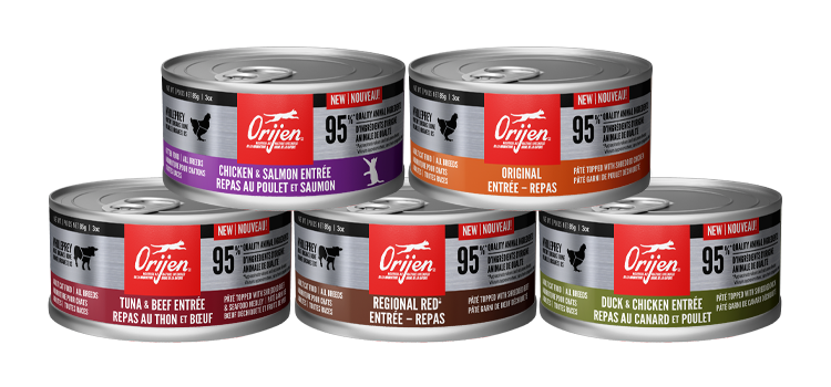 Canned food for clearance kittens