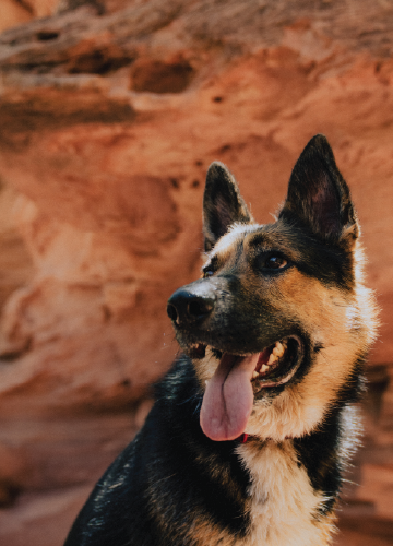 ORI Go beyond ordinary petfood dog mobile banner