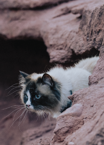 ORI Go beyond ordinary petfood banner cat mobile