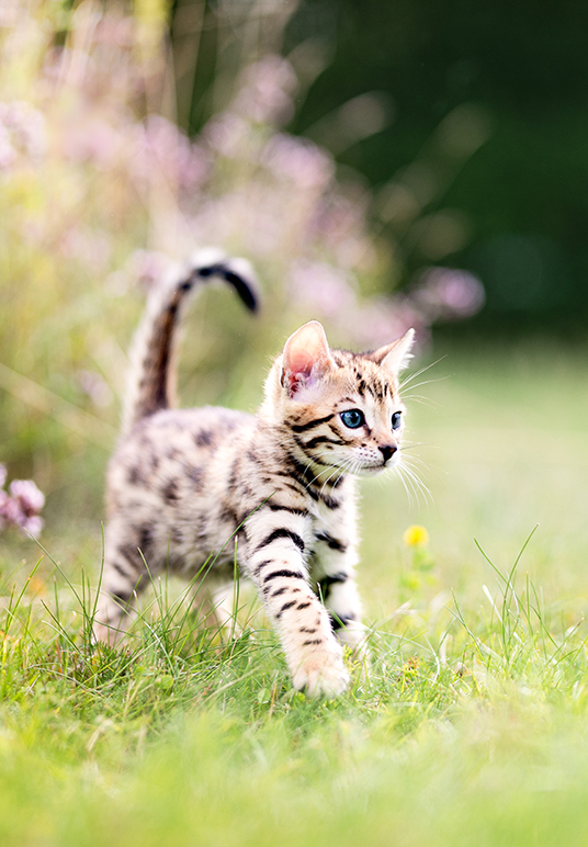 Kitten in grass