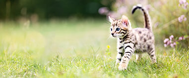 Kitten in grass