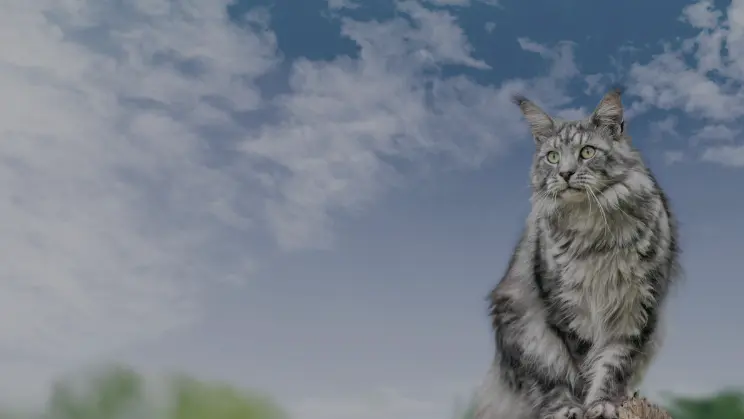 Senior Cat Video background