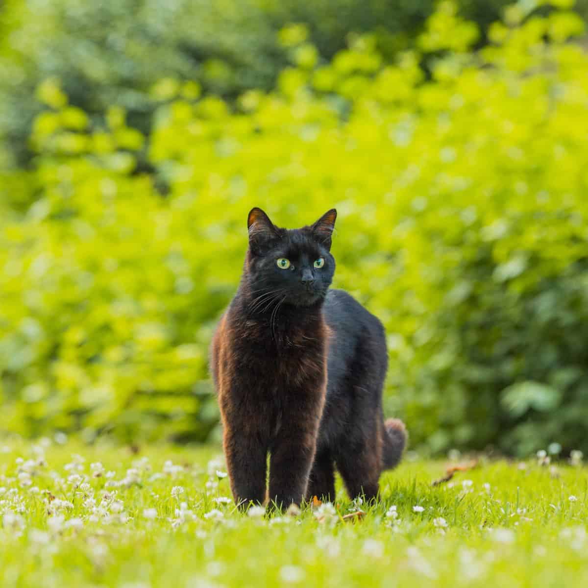 Musings on Black Cats