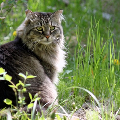 Is Your Cat a Tree Dweller or a Bush Dweller?