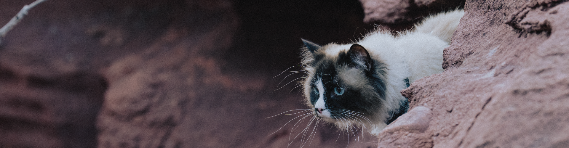 ORI Go beyond ordinary petfood banner cat
